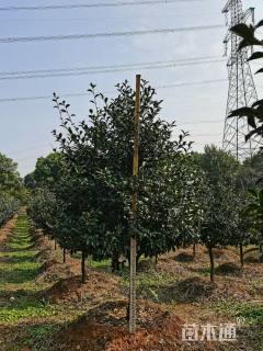 高度210厘米茶梅