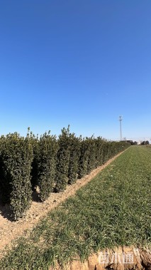 高度200厘米大叶黄杨柱