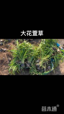 高度30厘米常绿萱草