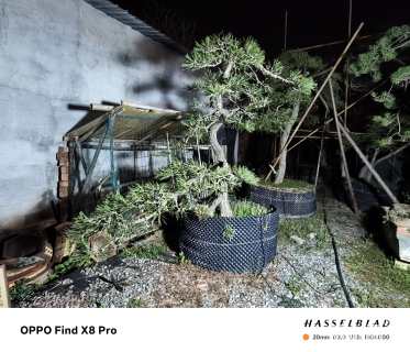 16公分造型黑松