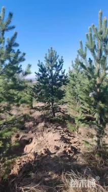 高度300厘米樟子松