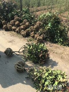 冠幅80厘米红叶石楠球