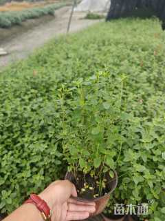 高度25厘米鼠尾草