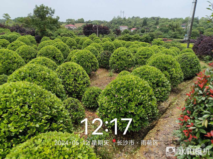 冠幅120厘米金森女贞球