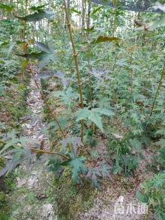 高度100厘米丛生鸡爪槭