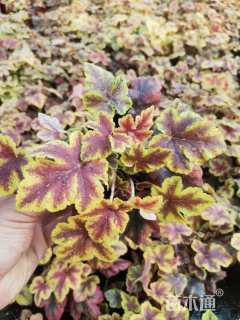 高度15厘米矾根