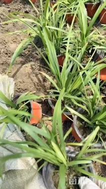 高度20厘米兰花