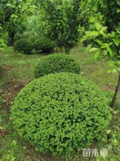 冠幅100厘米龟甲冬青球