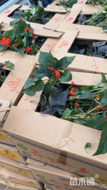 高度15厘米一串红