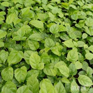 0.1公分海南菜豆树