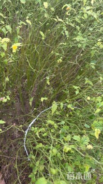 高度100厘米棣棠