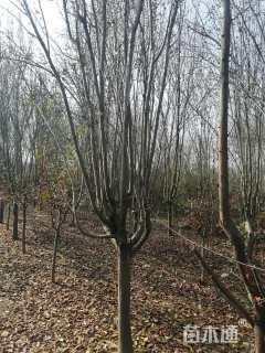 7.8公分西府海棠