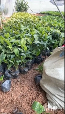 高度35厘米洒金桃叶珊瑚