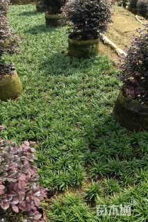 高度6厘米玉龙草