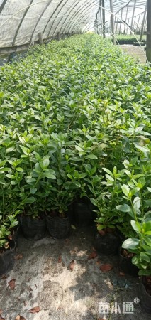 高度18厘米西洋杜鹃