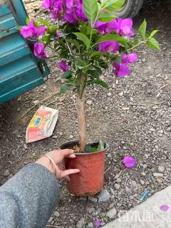 高度25厘米三角梅