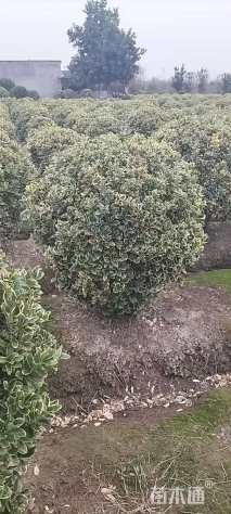 冠幅100厘米金边黄杨球