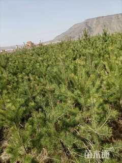 高度400厘米樟子松