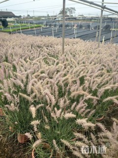 高度20厘米狼尾草