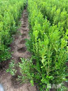 高度70厘米瓜子黄杨