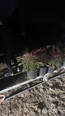 高度10厘米福禄考