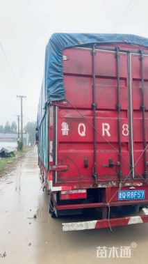 高度20厘米矾根