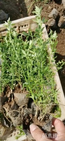 高度40厘米迎春花