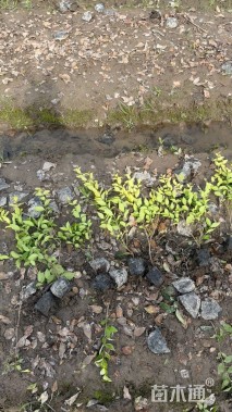 高度40厘米金森女贞