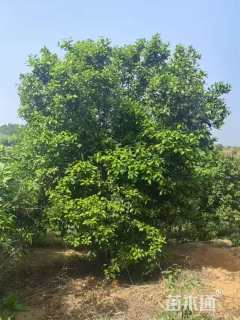 8公分(5杆)丛生香橼