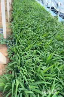 高度25厘米鸢尾