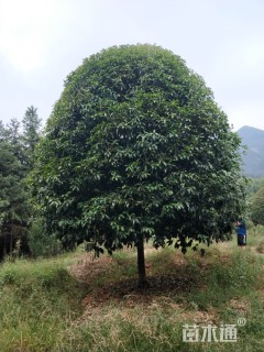 桂花