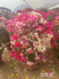 高度20厘米三角梅