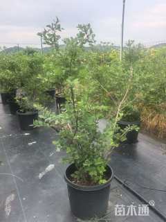 高度100厘米蓝莓