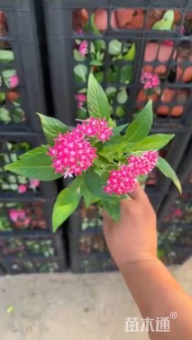 高度10厘米五星花