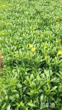 高度20厘米黄缨菊