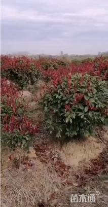 冠幅50厘米红叶石楠球