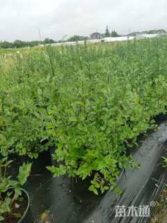 高度30厘米蓝叶忍冬