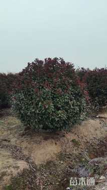 冠幅50厘米红叶石楠球