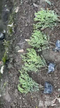 高度40厘米银姬小蜡