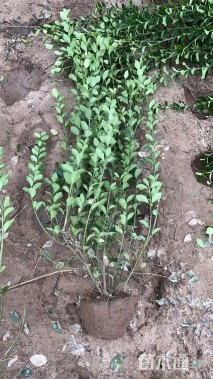 高度80厘米冬青卫矛