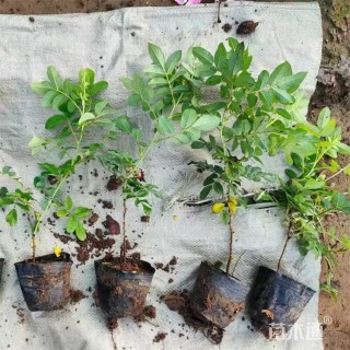 高度25厘米四季玫瑰