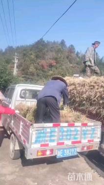 高度30厘米金边阔叶麦冬