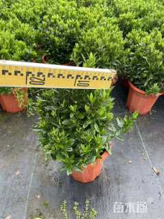 高度31厘米小叶龙船花