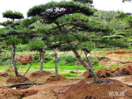 造型黑松