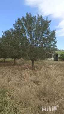 15公分绚丽海棠