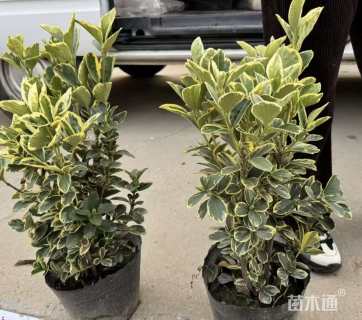 高度50厘米金边黄杨小苗