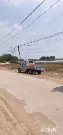 高度18厘米牵牛