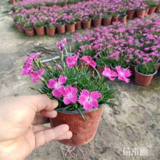 高度80厘米欧石竹