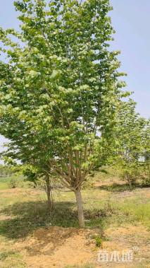 高度500厘米紫荆