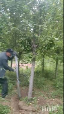 10公分西府海棠